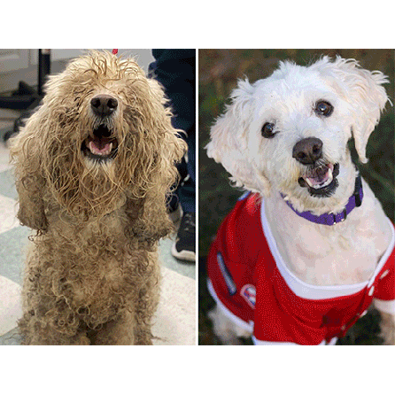 LOS 10 CAMBIOS DE IMAGEN DE PERROS DE REFUGIO MÁS SORPRENDENTES DE AMÉRICA AL DESCUBIERTO