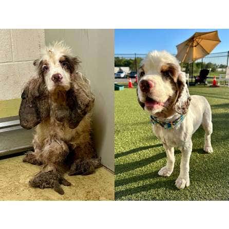 L'HISTOIRE D'UN SOUS-CHIEN QUI VA DE GUILLEMETS EN RICHESSES MET EN LUMIÈRE L'ADOPTION DES ANIMAUX