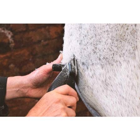 erreurs lors de la tonte d'un cheval