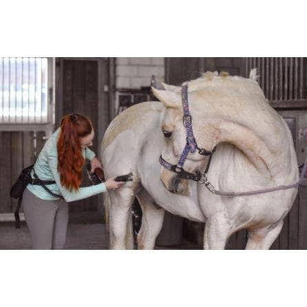 Cheval en train de se faire tondre